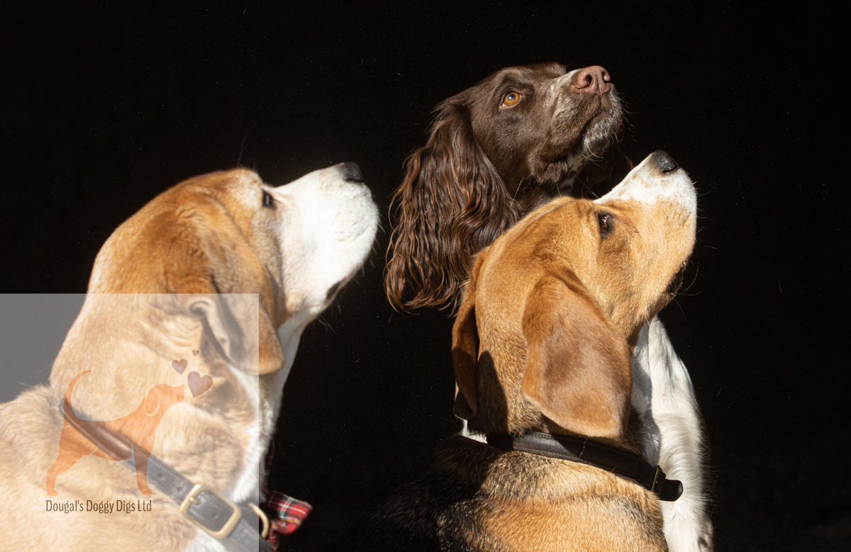 dougals doggy daycare