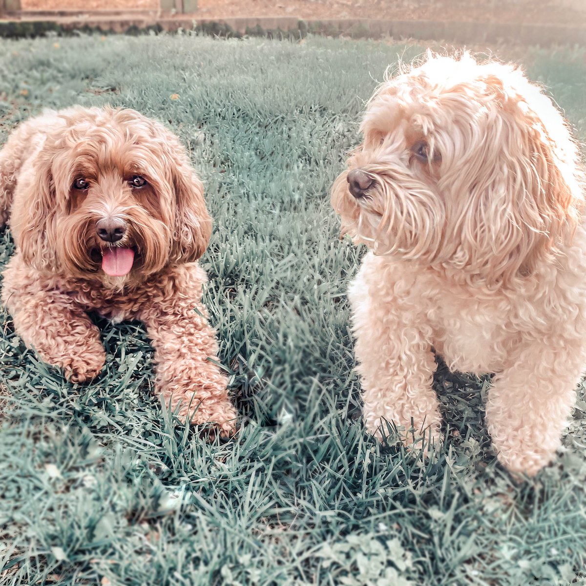 ArchieAndGunner's tweet photo. We love being out with the sun ☀️ #Thursdays #cavapoo #cavoodle #poodle #cavy #nashville #springtime https://t.co/o9klWGPIDx
