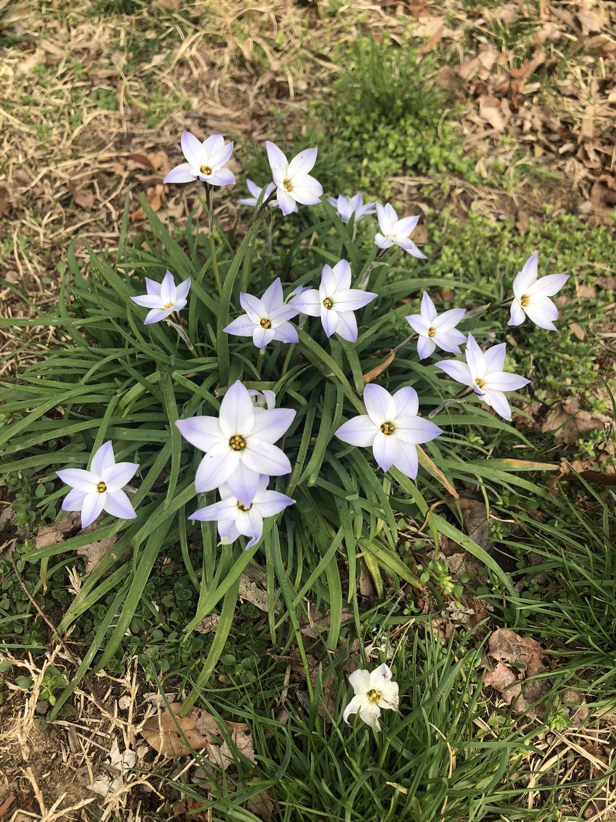 explorers_learn's tweet photo. Day 9: We asked Ss to find a plant, flower, or leaf that is just starting to sprout, and to observe it over the next week and take pictures, make notes, or draw changes they see on @Seesaw. What a perfect time to be studying plant life cycles! #remotelearning #outdoorlearning https://t.co/nfo0uSnHBh