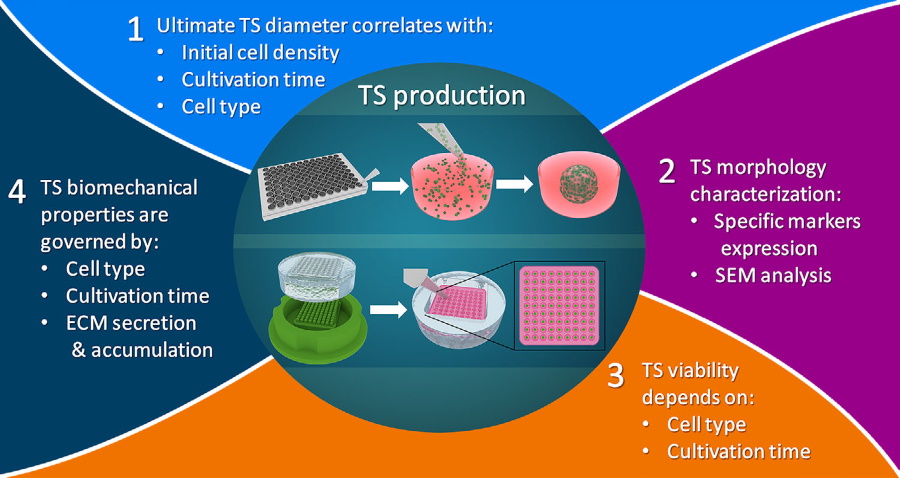 Multiparamatric Analysis of Tissue Spheroids (TS) - the latest of our customers' publication highlights! Read more about Dr. Elena Bulanova's work <a href="/3D_bioprinting/">3D bioprinting</a> on a protocol for fabricating TS with controllable features for any cell line. bit.ly/3bwh5uO