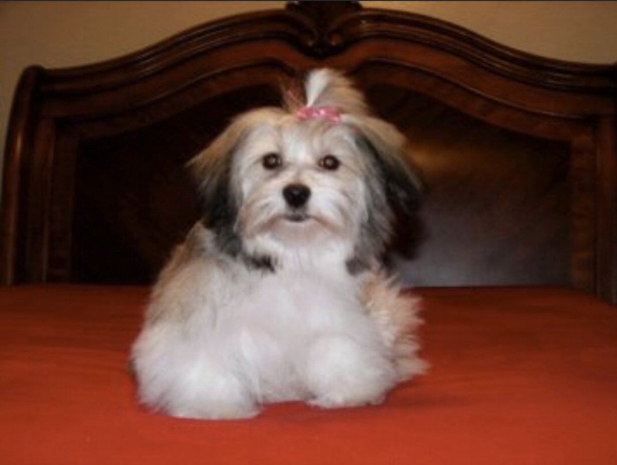 ingridmduran's tweet photo. @KENS5 @lexihaz Our beautiful Polly! https://t.co/qeuAOzAo6Y