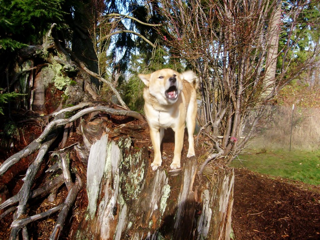 adventuredogs's tweet image. You Called Me? A Different Perspective adventuredogs.wordpress.com/2020/03/26/you…