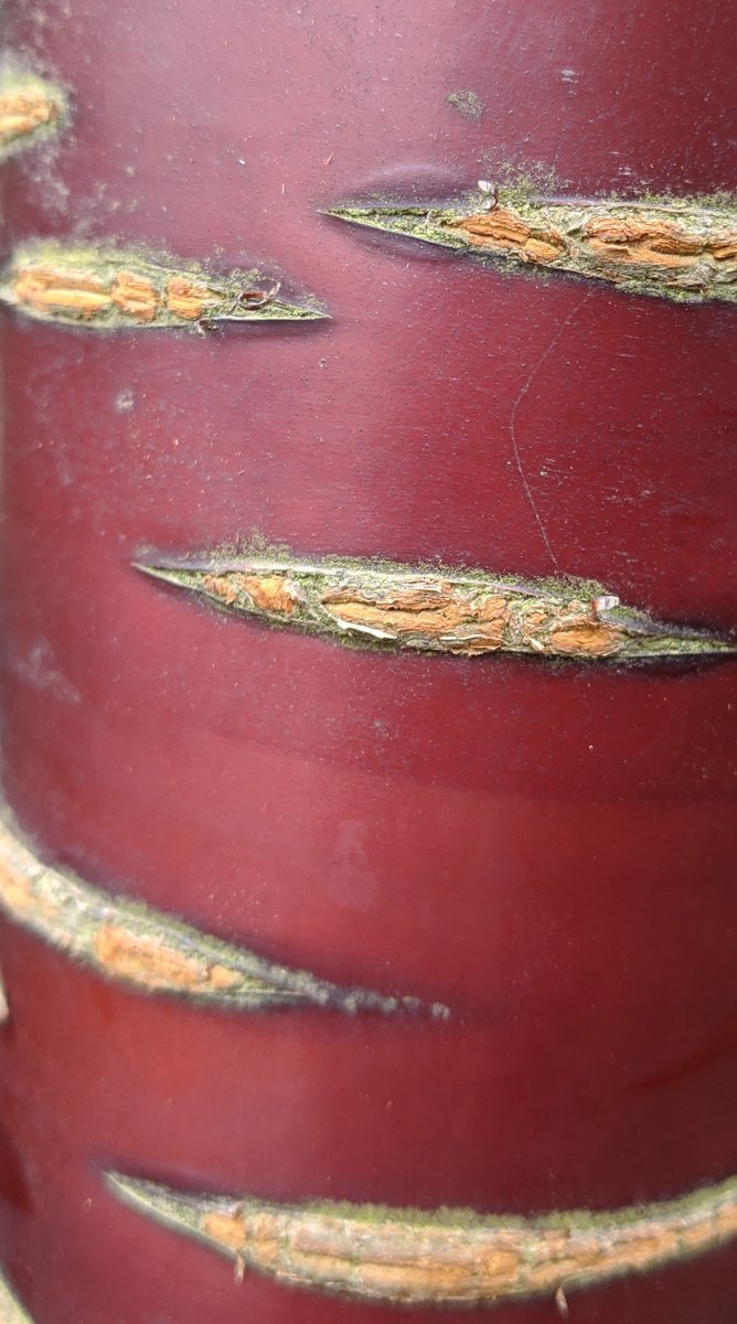 RedHouseNT's tweet photo. Can you guess what this is?
This is the trunk of our "Prunus Serrula" or Tibetan Cherry Tree that will form the heart of our garden snug. If you would like to support our garden snug details are on our website: https://t.co/utCBccgfX6 #seedsofinspiration #gardensnug #redhouse https://t.co/7ixf3AXSoE
