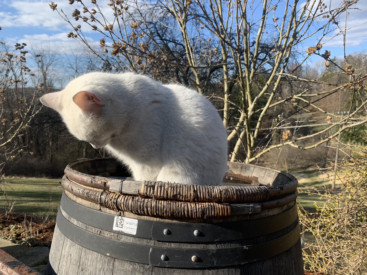 Lockdown doesn’t have to be this boring #SgtPepper is probably multitasking/ our beer is fiercely guarded by professionals. #beerdelivery via email is avail pick up portal too! new cans coming your way next week! Details on our site #CatsOfTwitter #pghcraftbeer #supportlocal