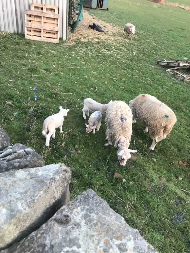Today Will walked right up to Howley ruins. Did a bit of climbing and we spotted some alpacas and lambs. <a href="/y5_windmill_CE/">y5_windmill_ce</a>