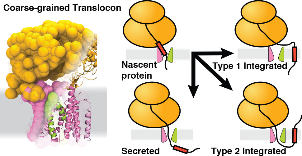 Read the latest from <a href="/MillerCaltech/">Miller Group Caltech</a>. This #JACSPerspective describes the development and application of a coarse-grained simulation approach to elucidate the role of Sec translocon in nascent protein biosynthesis. acspubs.co/Uze750yVRyX