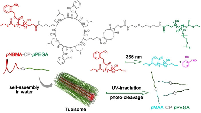 Angewandte Chemie (@angew_chem) on Twitter photo Hierarchical Self-Assembled Photo-Responsive Tubisomes from a Cyclic Peptide-Bridged Amphiphilic Block Copolymer (Perrier) doi.wiley.com/10.1002/anie.2… Hierarchical Self-Assembled Photo-Responsive Tubisomes from a Cyclic Peptide-Bridged Amphiphilic Block Copolymer (Perrier) doi.wiley.com/10.1002/anie.2…