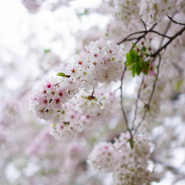 piedmontpark's tweet photo. Which do you see: beauty or allergies?
.
📷: @npochar
.
.
#piedmontpark #lovepiedmontpark #atlanta #weloveatl #midtownatl #discoveratl #nature #natureconservancy #atl #atlskyline #skyline #city #cityscapes #atliens #atlantasights #atlantalife #atlbuck… https://t.co/rL6vCfWW7F https://t.co/F9rpOMIj1d