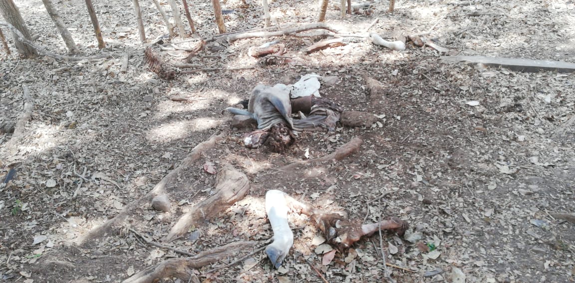 Atención @ProtegeryServir en Tres Quebradas de Los Santos, los cuatreros no paran, solo le dejaron al dueño el cuero y los huesos. En las ultimas 48 horas tenemos reporte de otro caso similar.