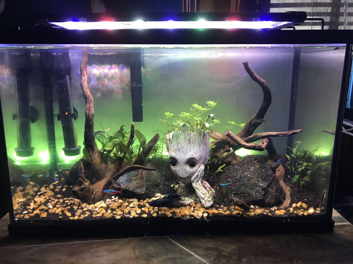 alexgrabarr's tweet photo. one of my personal interests is fishkeeping. it’s a great way for me to relieve stress during times like these.  #TXC20 https://t.co/qMfVYZSGA1