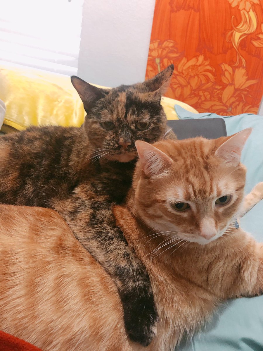 RTAnimDogs's tweet image. No need to social distance when you are a cat @ErinMWinn