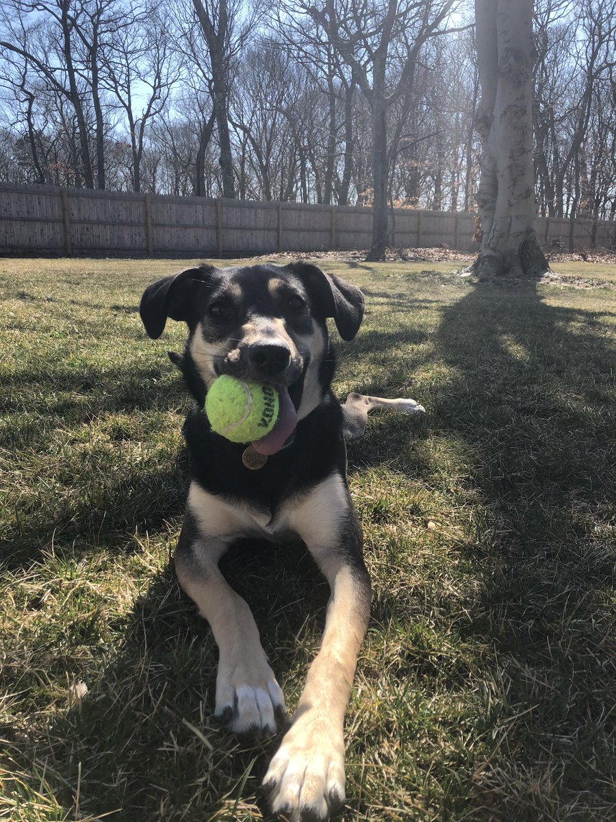 JenMoley's tweet photo. @southoldelem SES Challenge #4, enjoying this beautiful weather with my dog, Olive! https://t.co/vNalFBpdWk