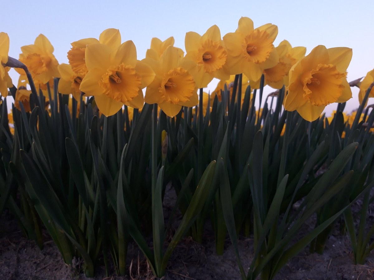 Daffodils in full bloom in the Dutch Flower Region #Daffodils #staysafe  #spring #bollenstreek #dutchflowerregion