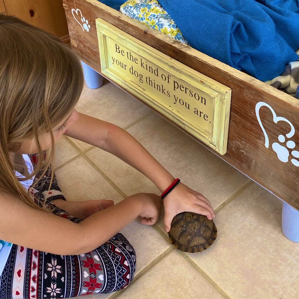 When you do your measurement math lesson at home, you get to use your pet turtle as a measurement tool 🐢 #funinfirst #distancelearning #nonstandardunit #mathiseverywhere <a href="/owenstylerisd/">Owens Tyler ISD</a> <a href="/TylerisdEleMath/">TylerisdEleMath</a>
