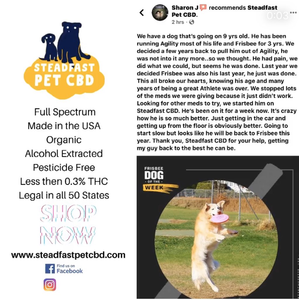 steadfastpetcbd's tweet photo. Check out our most recent testimonial. Odie we are glad we could help get you back on top of your game. Go get that trophy!  #pets #agility #DogsofTwittter #dogsofinstagram #healthy #cbdproducts #cbdlife #GoldenRetrievers #sales #discount #hempoil #naturalhealth #DogsofTwittter https://t.co/MpB4Mb0gOx