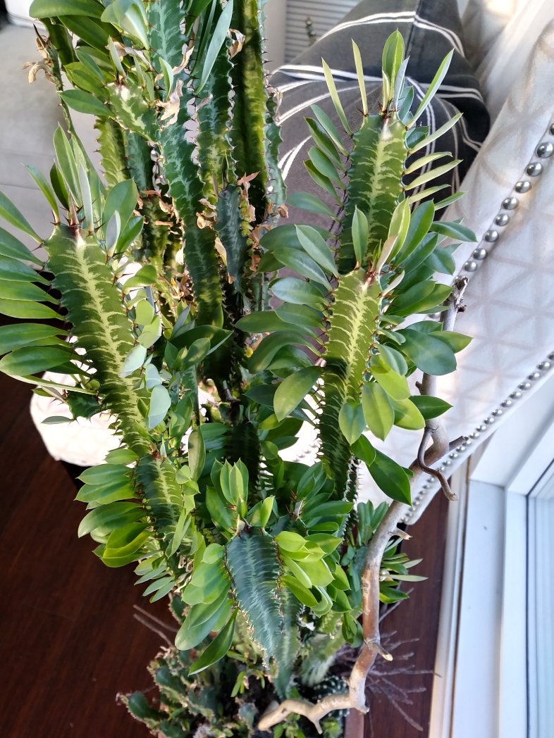 lifeofbellina's tweet photo. #Euphorbiatrigona #Africanmilktree #cathedralcactus #Abyssinianeuphorbia #highchaparall #cactus #cacti #yardsale #instaplant #houseplant #plants #euphorbia #succulent #succulents #🌵 https://t.co/Okh8LQGChN