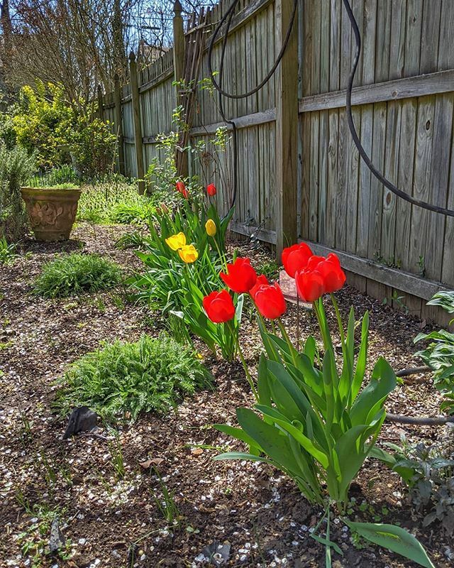 Day 86: The backyard tulips are really coming into their prime. Now I need to weed the rest of the garden space. #365photoproject #spring #westover ift.tt/3dyr8kM