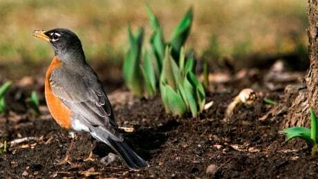 CBCNS's tweet image. Why now is a good time to become a backyard biologist ift.tt/39m8DfO