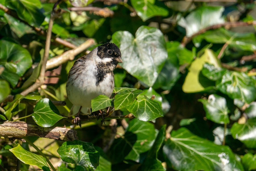 wildaboutimages's tweet photo. Lucky to have these Male Reed Buntings come up from the River swift to the village, usually during March every year :) #warwickshire #onmypatch #mybackgarden https://t.co/vyR9HksPF1