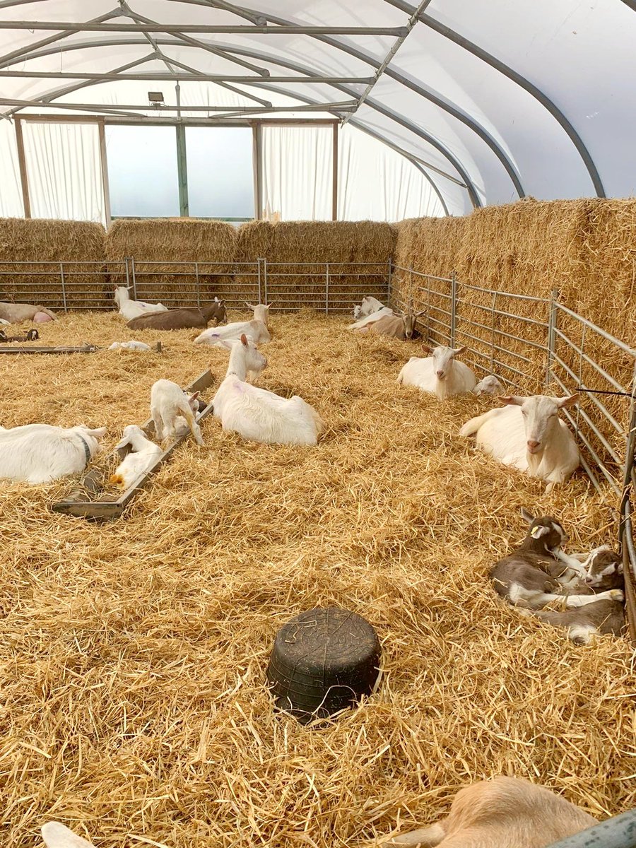 Whilst lockdown is upon us, farm life is continuing. Kidding has started! We wanted to share some joy with you through these worrying times, so here we present some of the newest arrivals ❤
#goat #farm #northamptonshire #newborn #lockdown <a href="/itvanglia/">ITV News Anglia</a> <a href="/BBCLookEast/">BBC East</a> <a href="/BBCNorthampton/">BBC Northamptonshire</a>