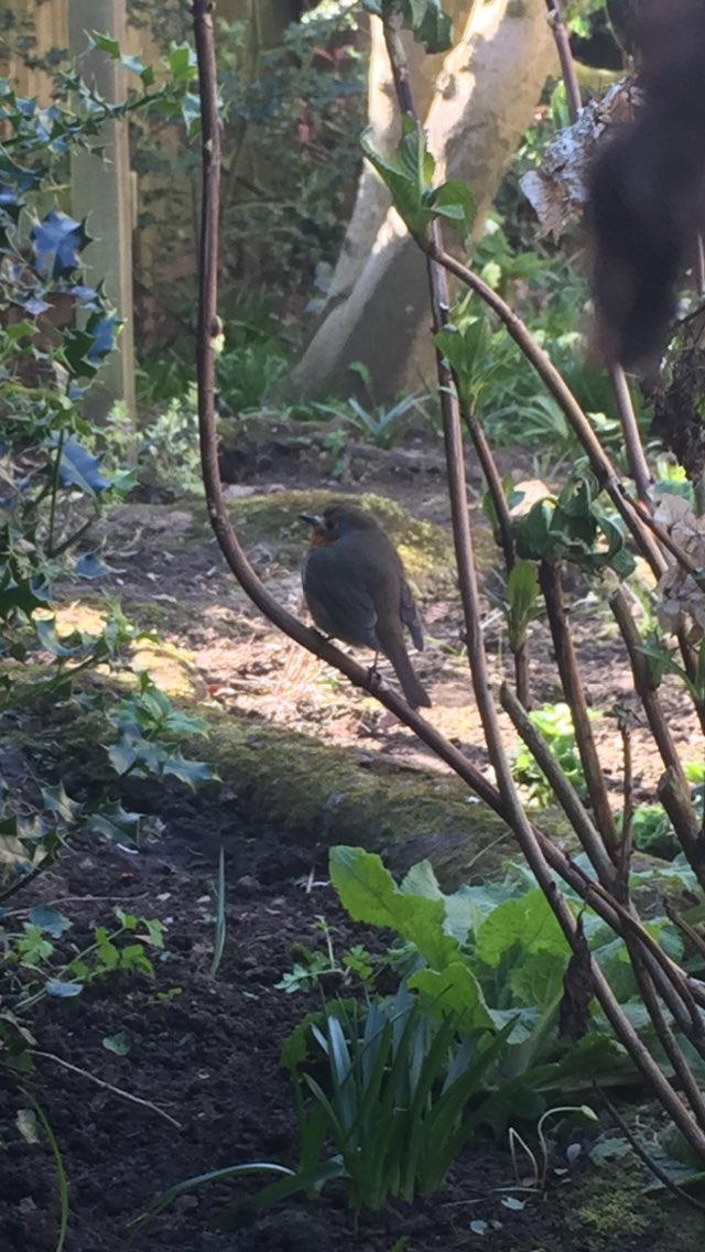HaileyEGould's tweet photo. Today's co-worker, it's a mummy Robin! She has a baby. She was with me most of the time, taking grubs that I'd dug up, then flying to the baby (same size as mum!) and fed the baby. Soooo amazing to watch ♥️ https://t.co/KebmDSCpaI