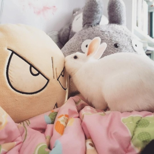 bunny logic =u= 