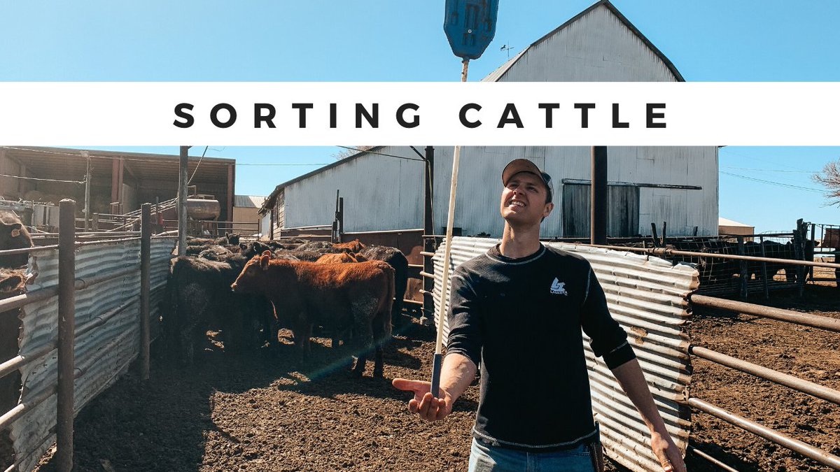 petefarmbros's tweet photo. New video uploaded to our NEW YouTube channel! We are still using our old YouTube channel, this new one is specifically for weekly vlogs. Please subscribe if you haven't yet! https://t.co/8B4nfib02G https://t.co/ay3gIe9G2Y