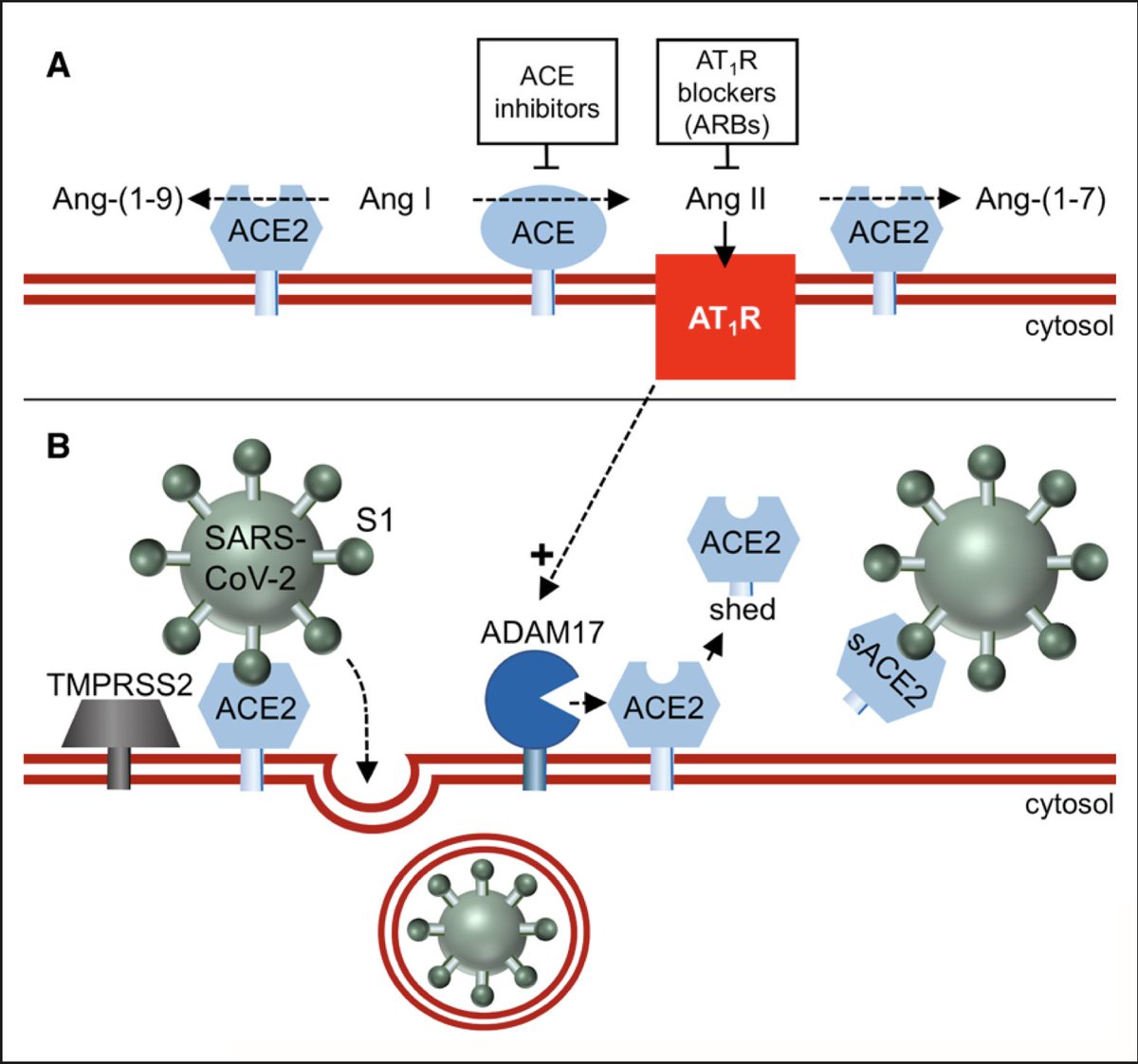 Juan Cosin Sales (@jcosinsales) on Twitter photo Artículo en <a href="/HyperAHA/">Hypertension</a> sobre la relación iECAs y ARAII con #COVID 1️⃣ACE2 es el receptor que utiliza el virus2️⃣iECAS no afectan ACE23️⃣ARAII efecto dudoso sobre ACE24️⃣Sin evidencia que ARA2 o iECAS aumenten riesgo 5️⃣NO SUSPENDER IECAS ni ARA2 Artículo en <a href="/HyperAHA/">Hypertension</a> sobre la relación iECAs y ARAII con #COVID 1️⃣ACE2 es el receptor que utiliza el virus2️⃣iECAS no afectan ACE23️⃣ARAII efecto dudoso sobre ACE24️⃣Sin evidencia que ARA2 o iECAS aumenten riesgo 5️⃣NO SUSPENDER IECAS ni ARA2