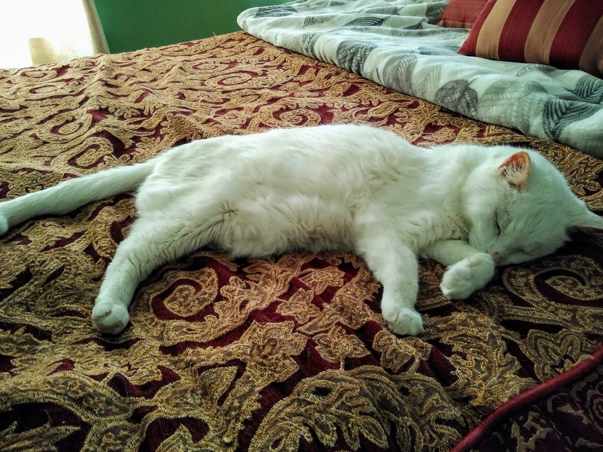 gfranks79's tweet photo. @BrianSimsPA Sweepy pussycat! https://t.co/ERH5Y5dpj0