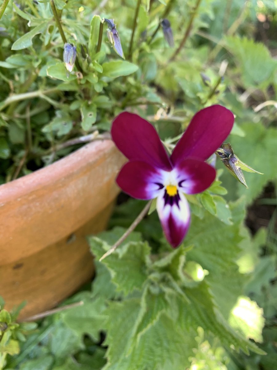 Gillybean616's tweet photo. @RobsAllotment I love this one “Bunny Ears” edible too, great colour in a salad https://t.co/Jr1DJLJMfv