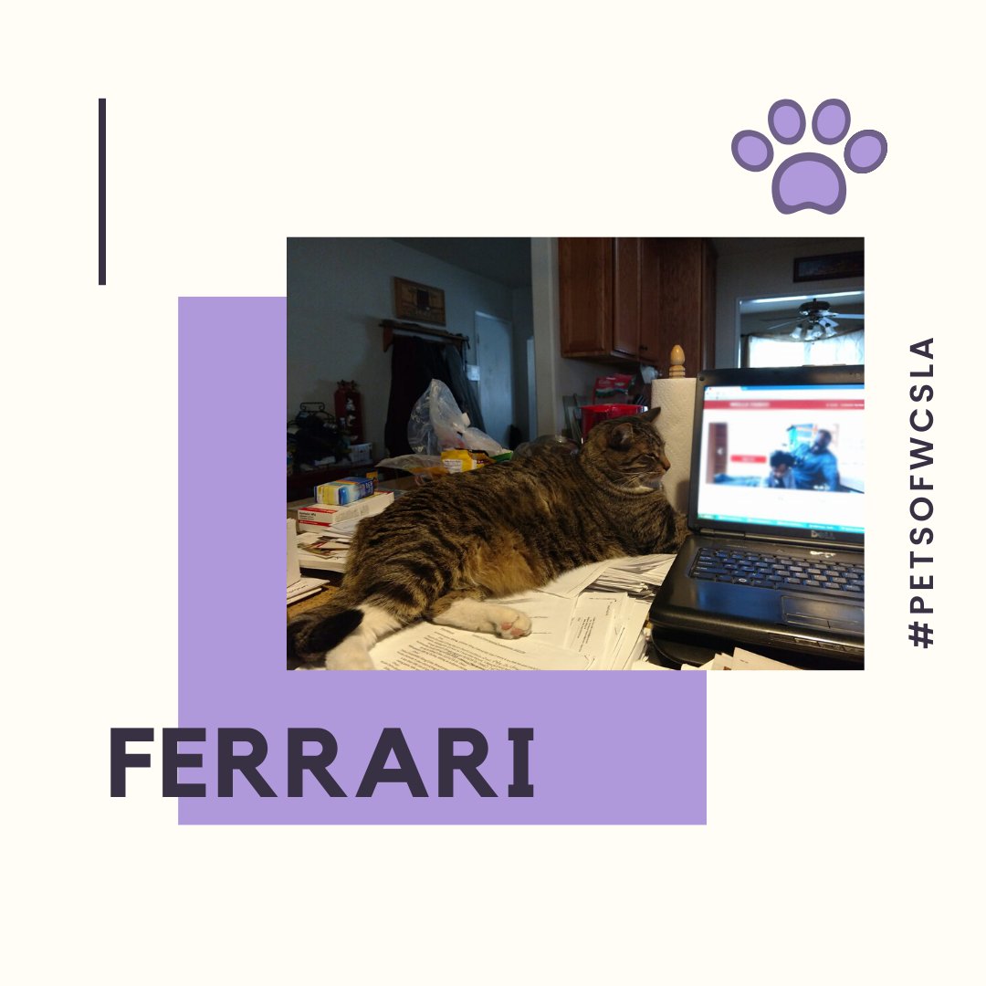 Alto Sharon does so much for the chorus, but her cat Ferrari is completely disinterested on today's #PetsOfWCSLA. Are your pets getting tired of you being home all the time?

#wcsla #lgbtqchorus #galachorus #pets #cats #awwcute #catsofinstagram #StayHome