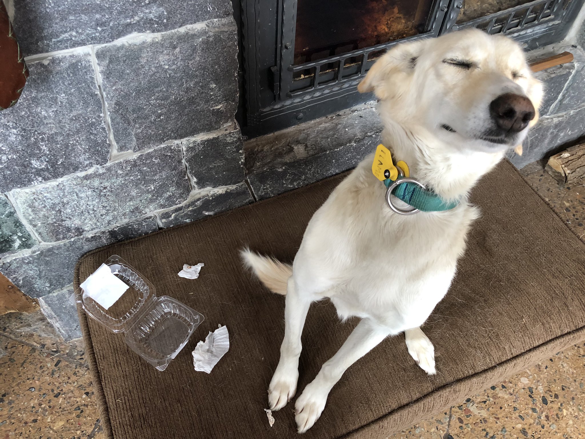 Blair Braverman On Twitter Flame Has Not Adjusted Back To House Life Yet She Stole A Cinnamon Roll From The Kitchen And Ate It Https T Co Tbys9tyh1n Twitter