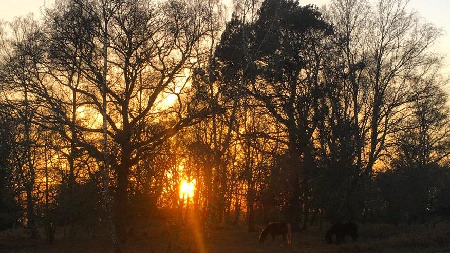 Help stop the spread of Coronavirus - stay at home, protect the NHS &amp; save lives. Our priority is to keep the public and our staff safe and sadly this means that we have to ask people not to travel to the Forest. Stay local, stay safe.
<a href="/HantsPolRural/">HantsPolRural</a>  <a href="/NewForestNPA/">New Forest NPA</a> #protecttheNHS