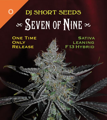 DJShortSeeds's tweet photo. Announcing new seed drop for the beginning of April.
Seven Of Nine, 219 total unique numbered whole packs. 
Plus approx 219 5-seed packs.
Exclusive One-Time-Only release
https://t.co/gl9KuESLVK
#oldworldgenetics #djshort #sativa #indica #hightimes #cannabisculture #highsociety https://t.co/mHfkgv1OnR
