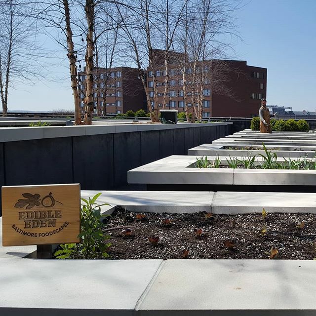 Happy to be back in some of our favorite gardens today!! 🌱
.
.
.
.
.
#roofgarden #urbanfarm #apartmentamenities #kitchengarden #growyourown #growfoodnotlawns #vegetablegarden #ecology #permaculture #organicgardening #goorganic #backyardgarden #allnat… ift.tt/2UmD3L1
