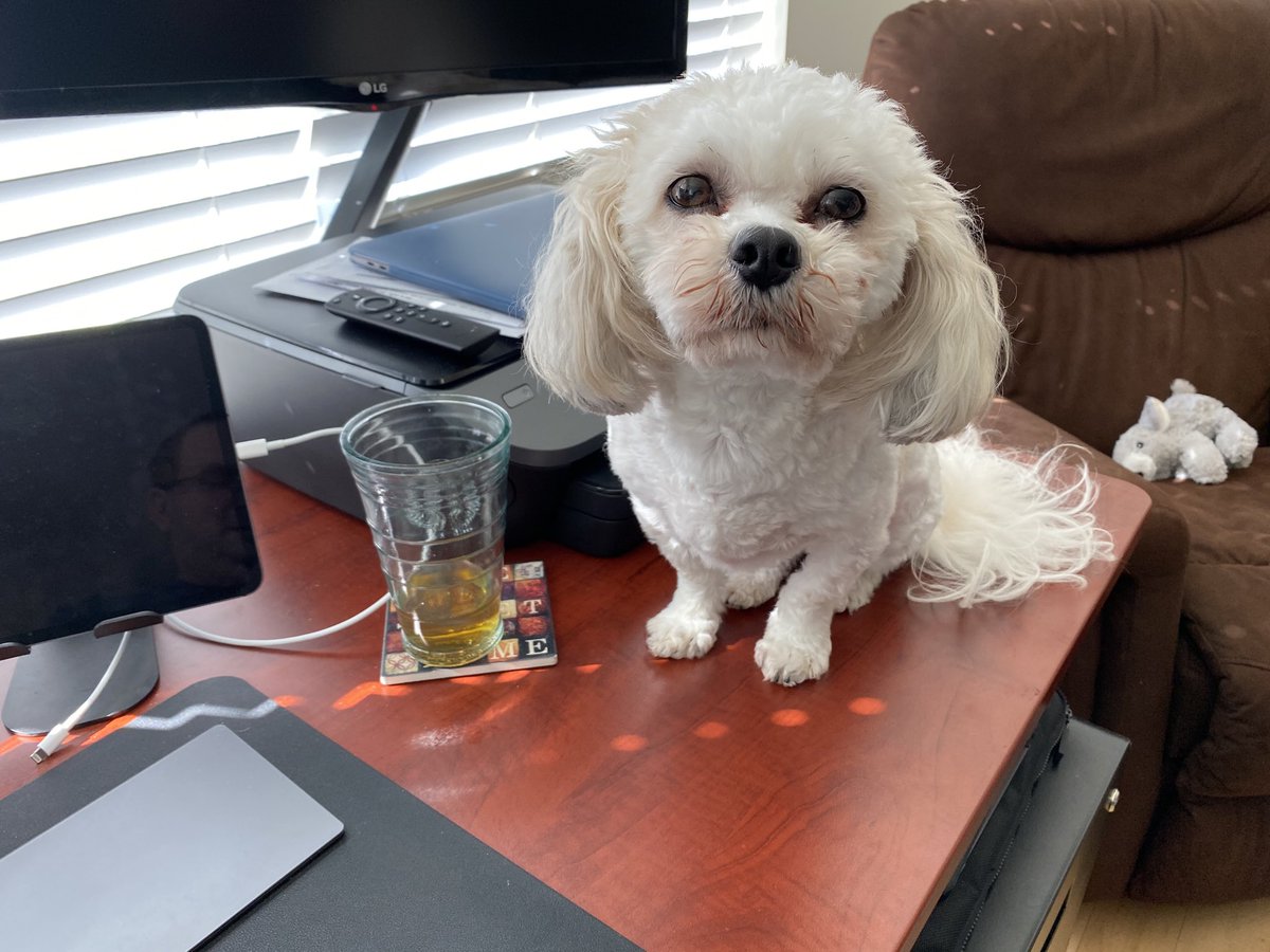 briandesigns128's tweet photo. Dog on desk. πΆ Um...this is new. No social distancing for this little guy. #WorkFromHomeAdventures #coronavirus https://t.co/mCeuG6sOre