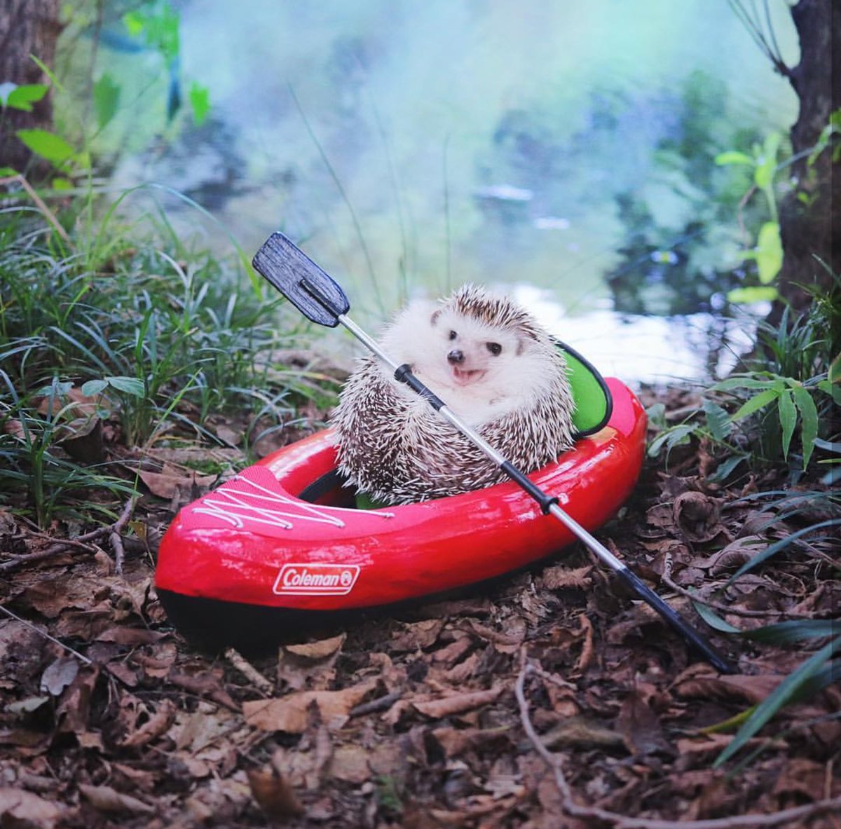 wordwestpress's tweet photo. googled ‘hedgehogs camping’ just now &amp; i gotta say thank u google i am quite satisfied with these results https://t.co/pJvYDhlYqt