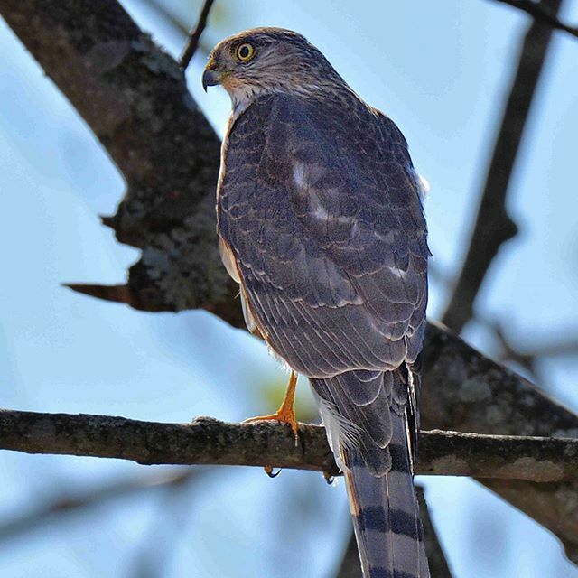 Backyard Bird: Sharp-shinned Hawk, by Alan Lenk

When you feed the birds, you end up feeding all of the birds - this includes raptors.  Cooper's and Sharp-shinned Hawks feed on small birds and are the most common raptors to visit feeding stations.  These… ift.tt/33Nt3NO