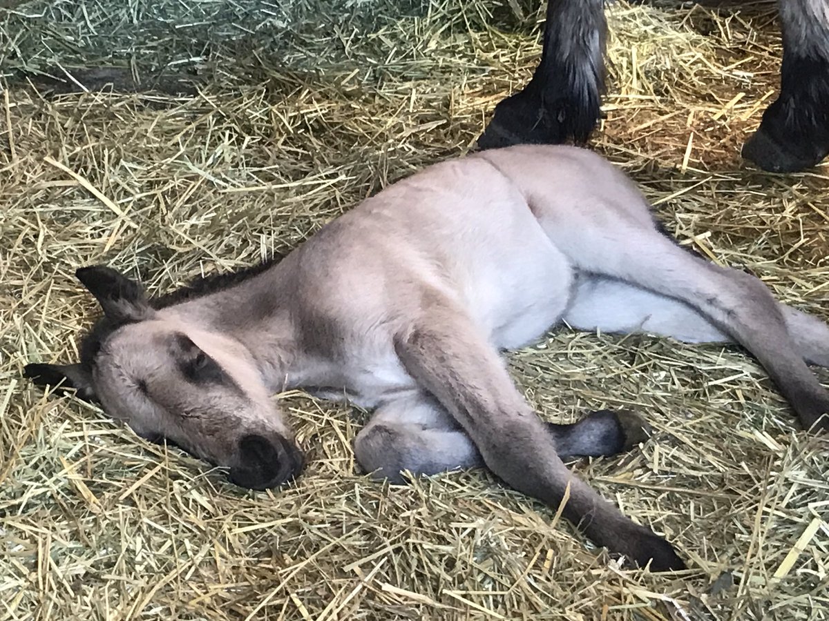 木曽おんたけ健康ラボ 公式 こんな時期なのでホッとする話題を 木曽おんたけ健康ラボからも近い木曽馬の里で 3 21に木曽馬ベビー 女の子 が誕生 お母さんと同じクリーム色の毛は 河原毛といって木曽馬では珍しいんだとか おっぱいをたくさん飲んで
