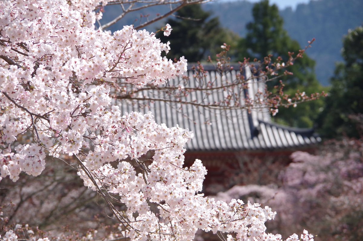 Sharing Kyoto Weeping Sakura Might Fall In This Rain Today Sharingkyoto Kyoto Sakura Kyotosakura Daigoji Cherryblossoms