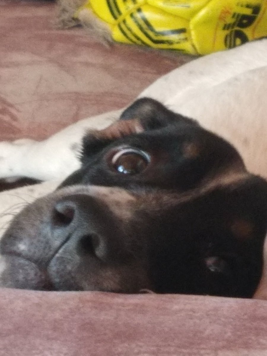 Tomás Fernandez (@tomi_7) on Twitter photo 