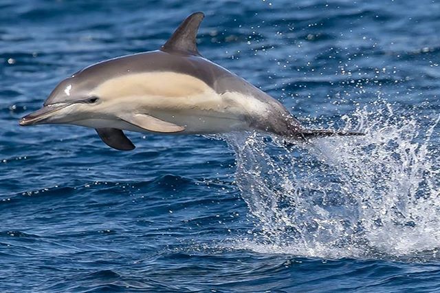 Glorious nature - sending everyone a smile from this cheeky dolphin playing around #WineglassBay on the Freycinet Peninsula coastline. ift.tt/2UjMcnw