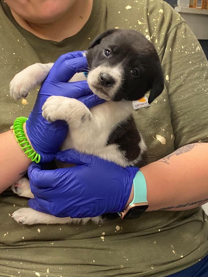 southernsouls1's tweet photo. We are seeking an experienced foster home for Snow White and her 7 Dwarves! Momma is still taling care of her babies, but they are starting to explore the world more. https://t.co/xCTQfLZQBy