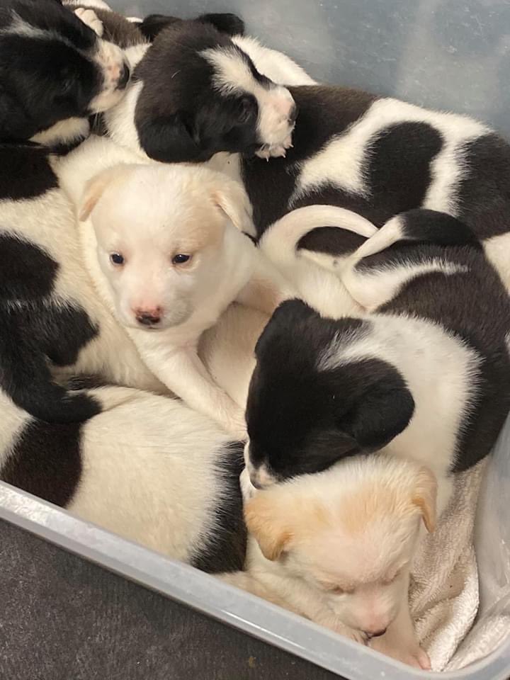 southernsouls1's tweet photo. We are seeking an experienced foster home for Snow White and her 7 Dwarves! Momma is still taling care of her babies, but they are starting to explore the world more. https://t.co/xCTQfLZQBy