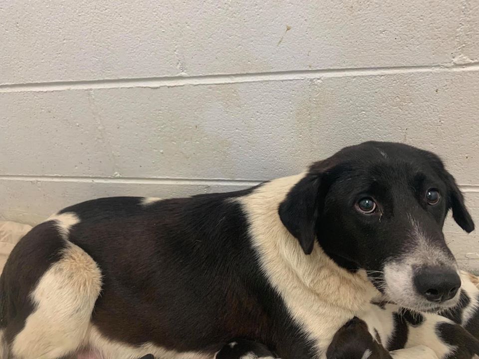 southernsouls1's tweet photo. We are seeking an experienced foster home for Snow White and her 7 Dwarves! Momma is still taling care of her babies, but they are starting to explore the world more. https://t.co/xCTQfLZQBy