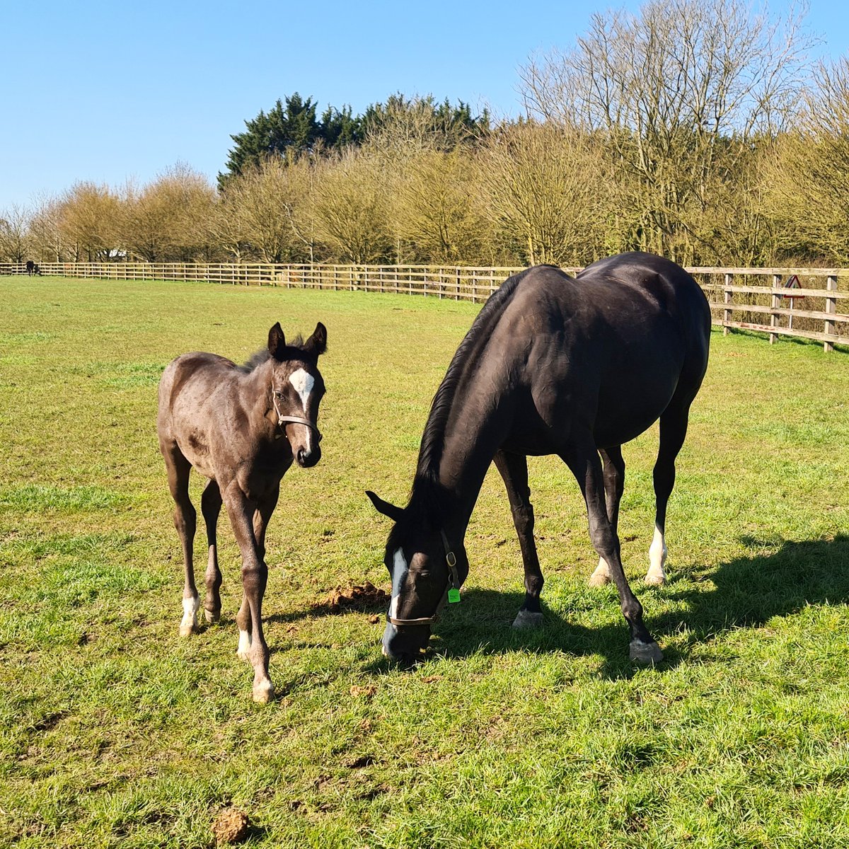 BeccaTayles's tweet photo. So, c-o-i-n-c-i-d-e-n-t-a-l-l-y we now live down the road from where #RavensLady (Raven's Pass x Pivotal Lady) was foaled. Several mares and foals in the fields already, a great place for a lunchtime walk. https://t.co/TGB6mUJwKC