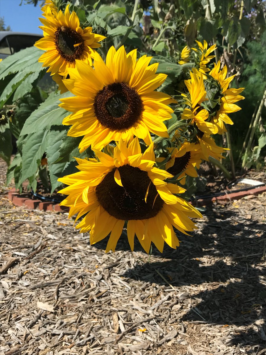 SNAP_Ed_Eval's tweet photo. Just a few weeks ago I was in Maricopa County with @azhealthzone at Wilson School District Garden and #MCCEs own demonstration garden! https://t.co/mj48T8jXlf