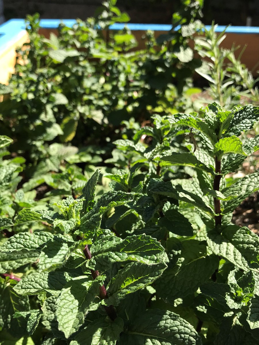 SNAP_Ed_Eval's tweet photo. Just a few weeks ago I was in Maricopa County with @azhealthzone at Wilson School District Garden and #MCCEs own demonstration garden! https://t.co/mj48T8jXlf