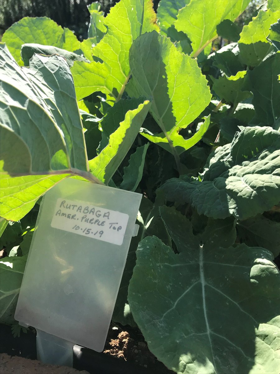 SNAP_Ed_Eval's tweet photo. Just a few weeks ago I was in Maricopa County with @azhealthzone at Wilson School District Garden and #MCCEs own demonstration garden! https://t.co/mj48T8jXlf