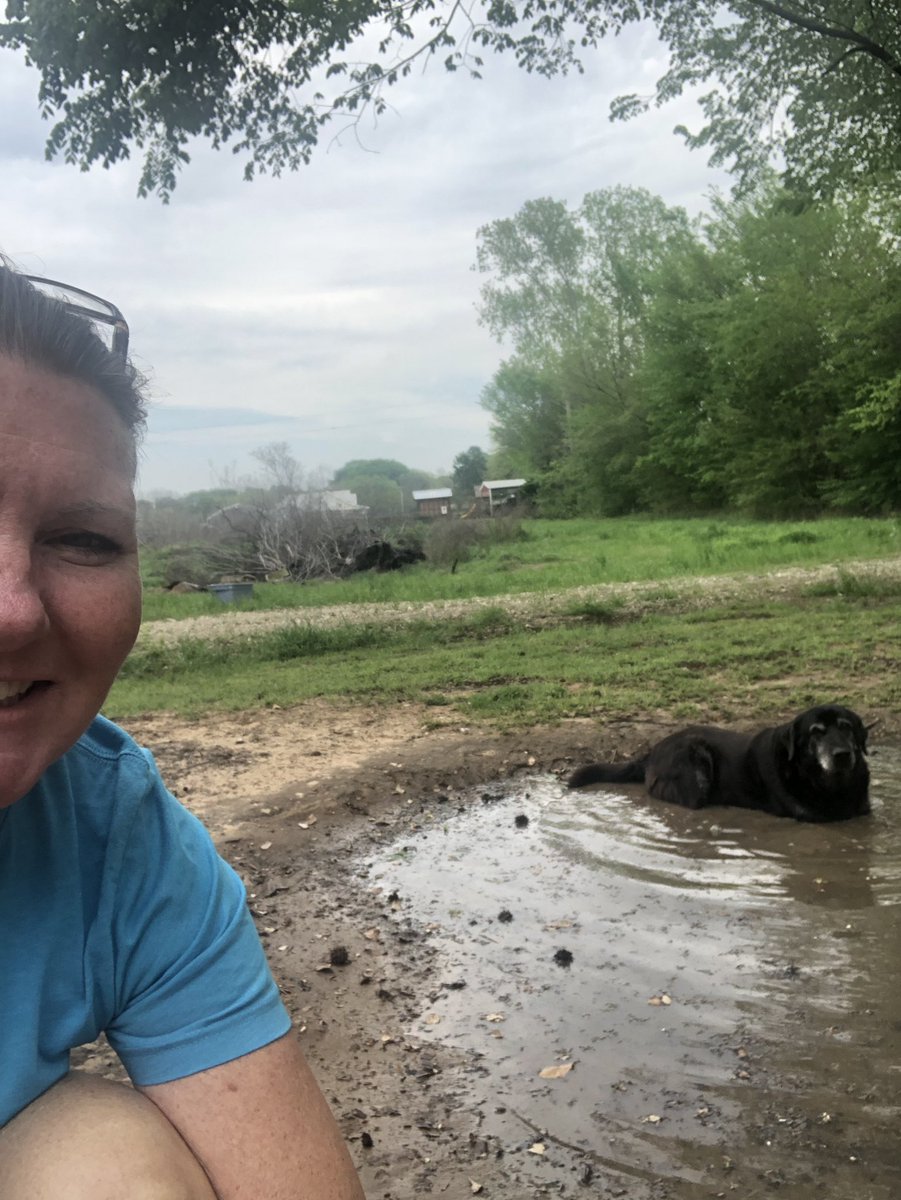 Good ole Sally enjoying a mud puddle😊 <a href="/OfficialCISD/">Crandall ISD</a> <a href="/CrandallMiddle/">Crandall Middle</a> #HOMEroom